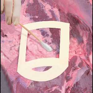 Kits pour échantillonnage de viande avec écouvillon         